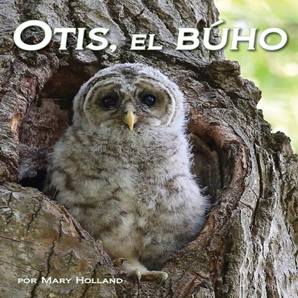 Otis, el búho