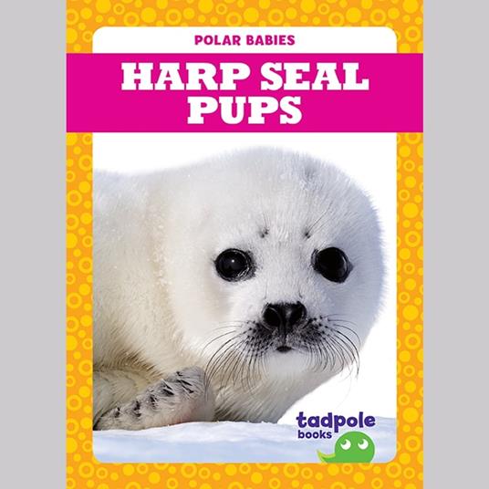 Harp Seal Pups