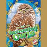 Burrowing Owls