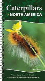 Caterpillars of North America: Easily Identify 90 Common Butterflies and Moths