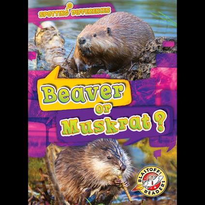 Beaver or Muskrat?