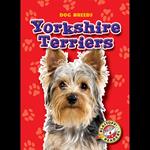 Yorkshire Terriers