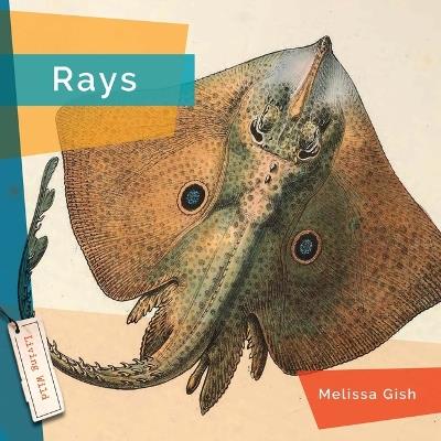 Rays - Melissa Gish - cover