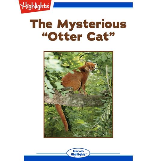 Mysterious "Otter Cat", The