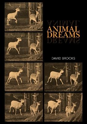 Animal Dreams - David Brooks - cover