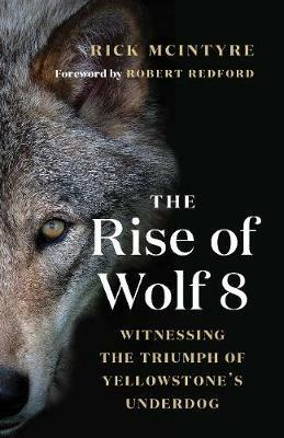 The Rise of Wolf 8: Witnessing the Triumph of Yellowstone's Underdog - Rick McIntyre - cover