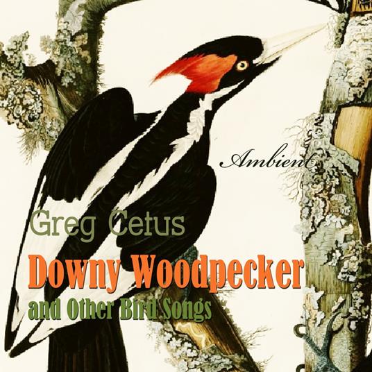 Downy Woodpecker and Other Bird Songs