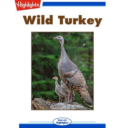 Wild Turkey