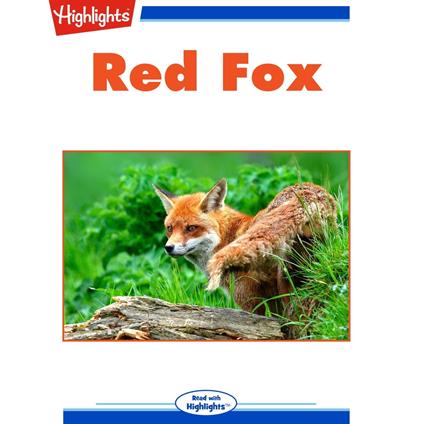 Red Fox