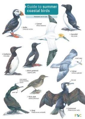 Guide to Summer Coastal Birds - Rebecca Farley-Brown - cover