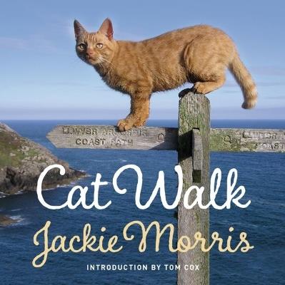 Cat Walk - Jackie Morris - cover