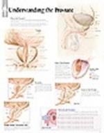 Understanding the Prostate Paper Poster