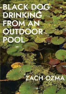 Black Dog Drinking from an Outdoor Pool - Zach Ozma - cover