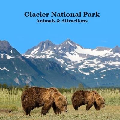 Glacier National Park Animals and Attractions Kids Book: Great Way to See the Glacier Park Animals and Attractions - Kinsey Marie,Billy Grinslott - cover