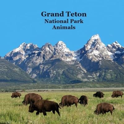 Grand Teton National Park Animals Kids Book: Great Way for Children to See the Grand Teton National Park Animals - Kinsey Marie,Billy Grinslott - cover