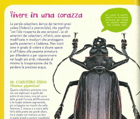 Insetti del mondo e altri invertebrati. Ediz. a colori - Francesco Tomasinelli - 5