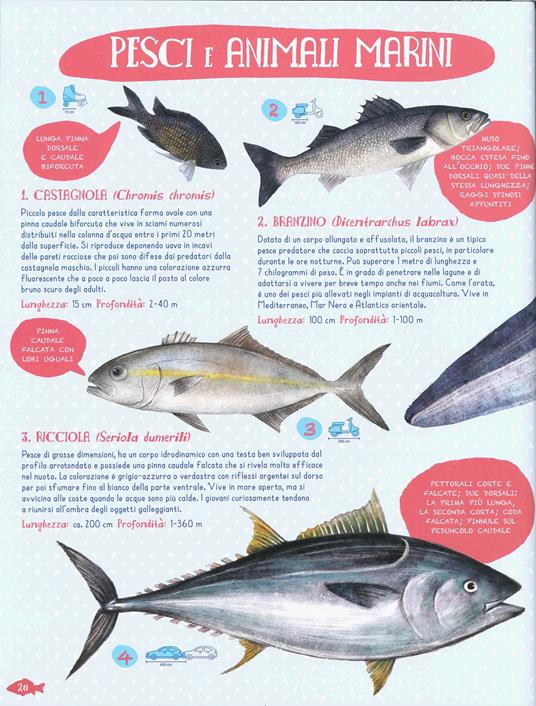 Pesci del mondo e altri animali marini. Ediz. a colori - Angelo Mojetta -  Libro - Nuinui - | IBS