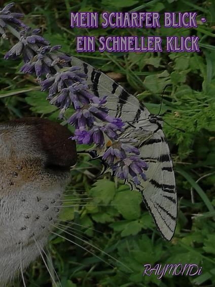 mein _scharfer_BLICK?ein_schneller-KLICK?IDEE+GLÜCK