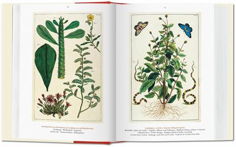 Albertus Seba. Cabinet of natural curiosities. Ediz. italiana, spagnola e portoghese - Irmgard Musch,Jes Rust,Rainer Willmann - 3