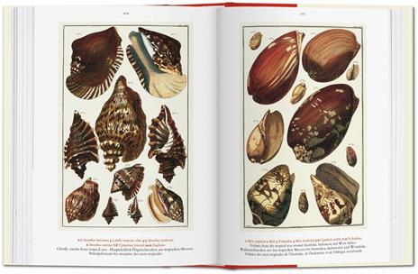 Albertus Seba. Cabinet of natural curiosities. Ediz. italiana, spagnola e portoghese - Irmgard Musch,Jes Rust,Rainer Willmann - 6