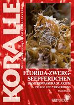 Florida-Zwergseepferdchen im Meerwasseraquarium