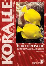 Doktorfische im Meerwasseraquarium