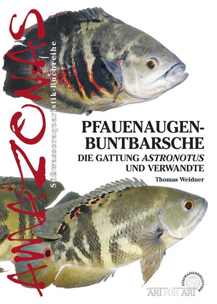 Pfauenaugenbuntbarsche