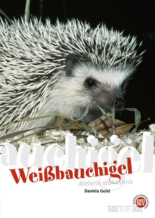 Weißbauchigel