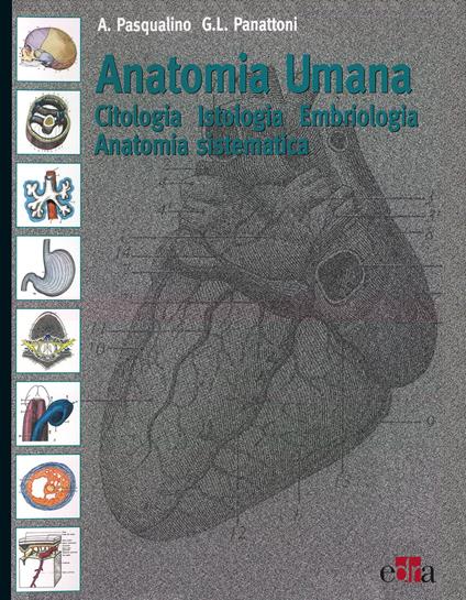 Anatomia umana. Citologia, istologia, embriologia, anatomia sistematica - Arcangelo Pasqualino,G. L. Panattoni - copertina