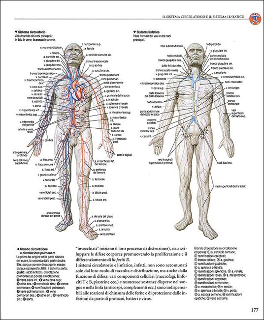 Libro di anatomia umana - Atlante di Anatomia Umana