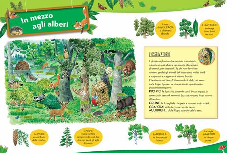 Conosci... Il bosco. Con adesivi. Ediz. a colori - Anna Casalis - 4