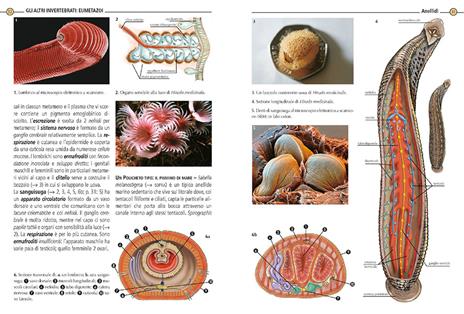 Zoologia - Adriana Rigutti - 2