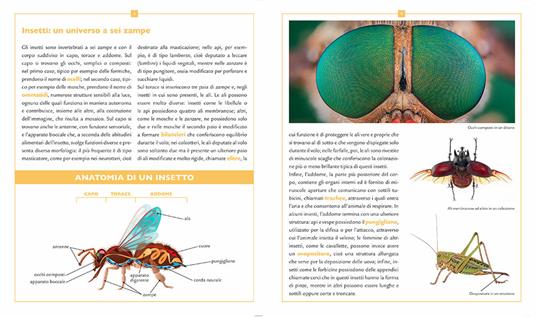 Insetti e altri piccoli artropodi - Emanuela Busà - 6