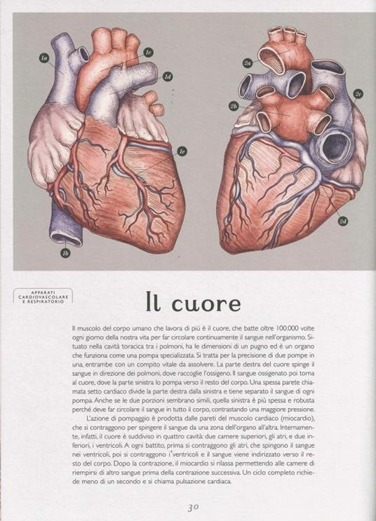 Corpo Umano: Scansiona il codice QR e ottieni la risposta giusta. ATTIVITÀ  DI ANATOMIA UMANA PER BAMBINI 6+. Edizione a colori (imp (Paperback)