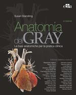 Anatomia del Gray. Le basi anatomiche per la pratica clinica. Vol. 1-2