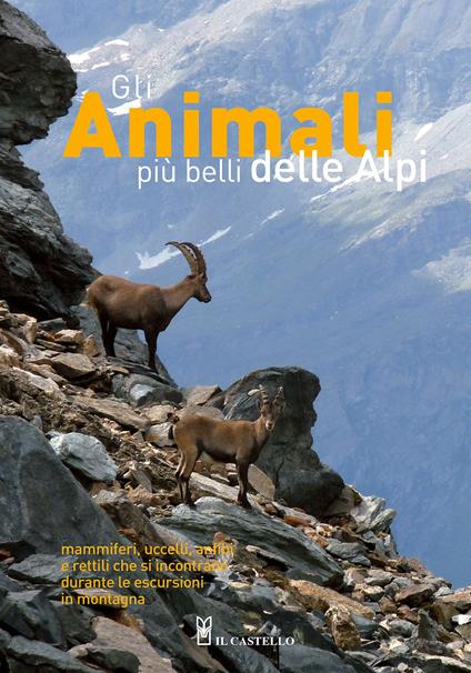 Gli animali più belli delle Alpi. Mammiferi, uccelli, anfibi e rettili che si incontrano durante le escursioni in montagna. Ediz. illustrata - Pier Luigi Beraudo,Stefano Bovero,Laura Canalis - copertina