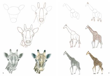 Come disegnare animali della savana con semplici passaggi - Jonathan Newey - 3