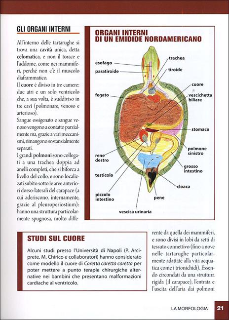 Tartarughe acquatiche - Massimo Millefanti - 5