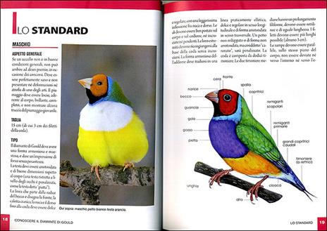 Diamante di gould - Michel Bolzinger - 3