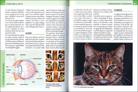 Il linguaggio del gatto. Conoscerlo, capirlo, interpretarlo - Nicoletta  Magno - Libro - De Vecchi - Tutti i gatti del mondo