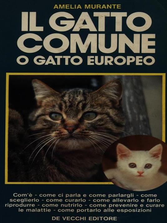 Il gatto comune o gatto europeo - Amelia Murante - copertina