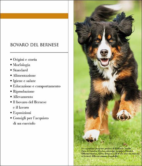 Bovaro bernese - Sylvie Renaud - 2