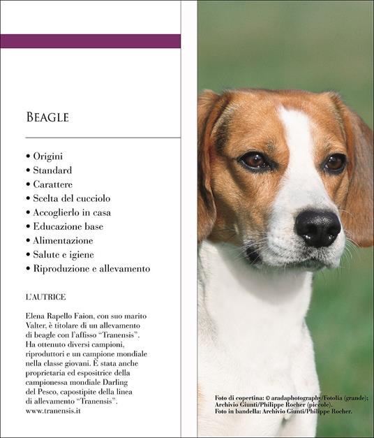 Beagle - Elena Rapello Faion - 2