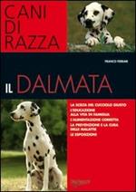 Il dalmata