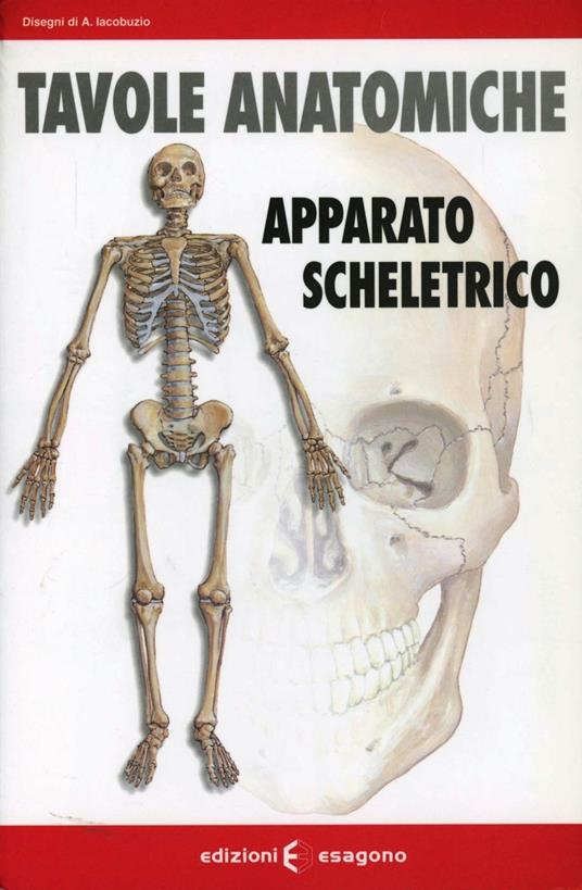 Tavole anatomiche. Apparato scheletrico - Andrea Iacobuzio - copertina