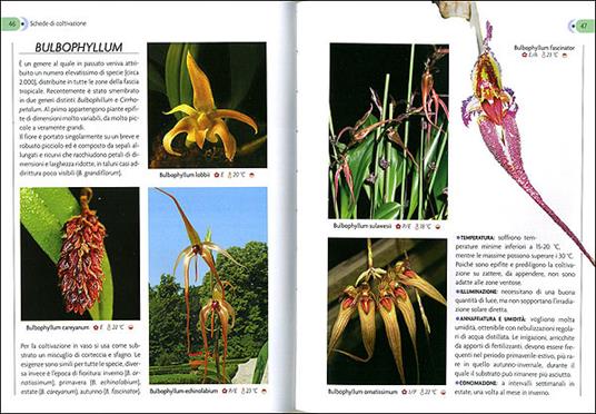 Orchidee. Cure colturali, generi e specie - Stefano Milillo,Gianmaria Conte - 3