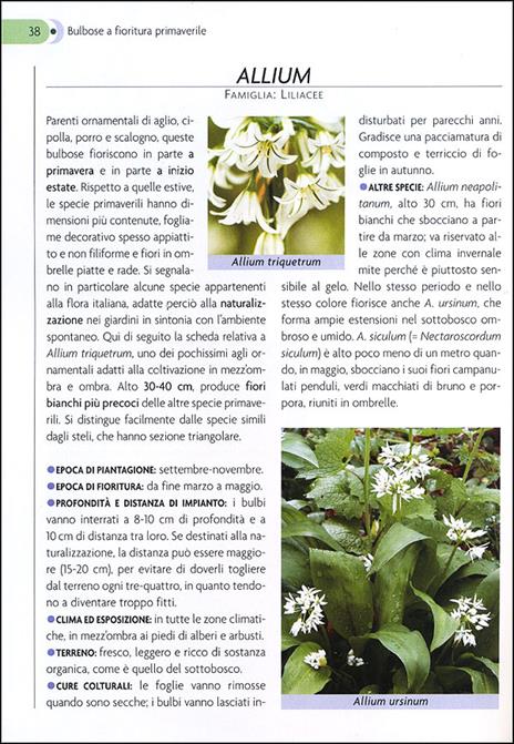 Bulbose. Varietà, fioritura e cure colturali - Mimma Pallavicini - 3