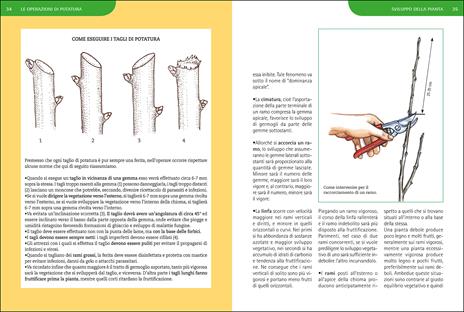 Potature e innesti per le piante da frutto - Adriano Del Fabro - 3