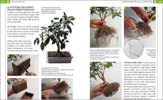 Bonsai. Stili, legature e potature - 4