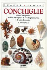 Conchiglie